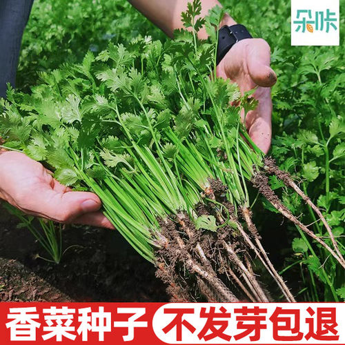 速生小叶香菜籽种四季芫荽种籽孑