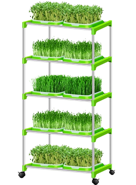 芽苗菜水培大麦松柳油葵香椿种籽