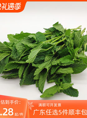 新鲜 薄荷叶 水吧清吧 留兰香 装饰 调酒 饮料餐厅 泡水500克