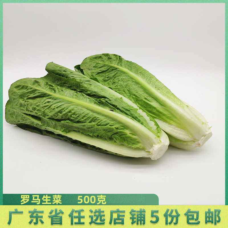 新鲜1斤 罗马生菜 罗纹 罗文 散罗 生菜 西餐厅配料 凯撒 沙拉菜