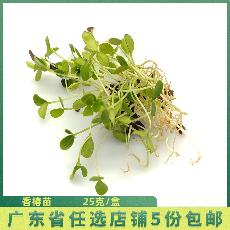 新鲜蔬菜 香椿苗 酒店西餐摆盘装饰芽苗菜 可食用苗芽菜 青芽苗