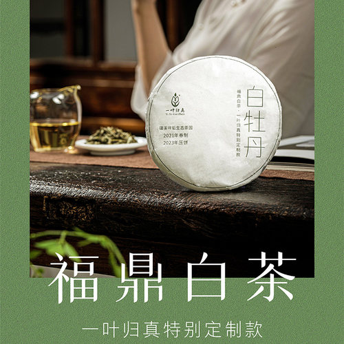 2021年白牡丹一叶归真福鼎