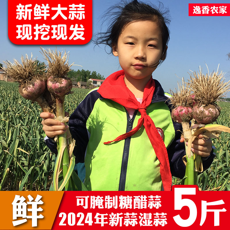 2024年湿蒜现挖现发可腌制糖醋蒜