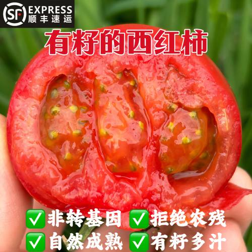 顺丰包邮农家自然熟西红柿新鲜蔬菜当季黄金籽沙瓤孕妇水果番茄