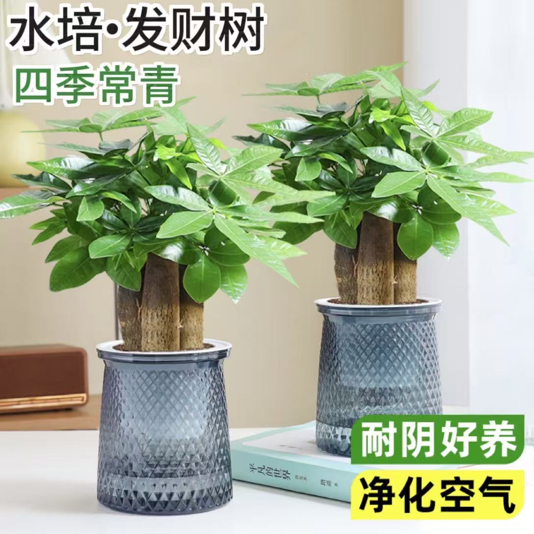 发财树绿植小盆栽客厅办公室内水培招财植物花卉盆景四季好养易活