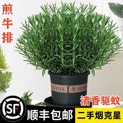 可食用迷迭香盆栽驱蚊薄荷苗提神