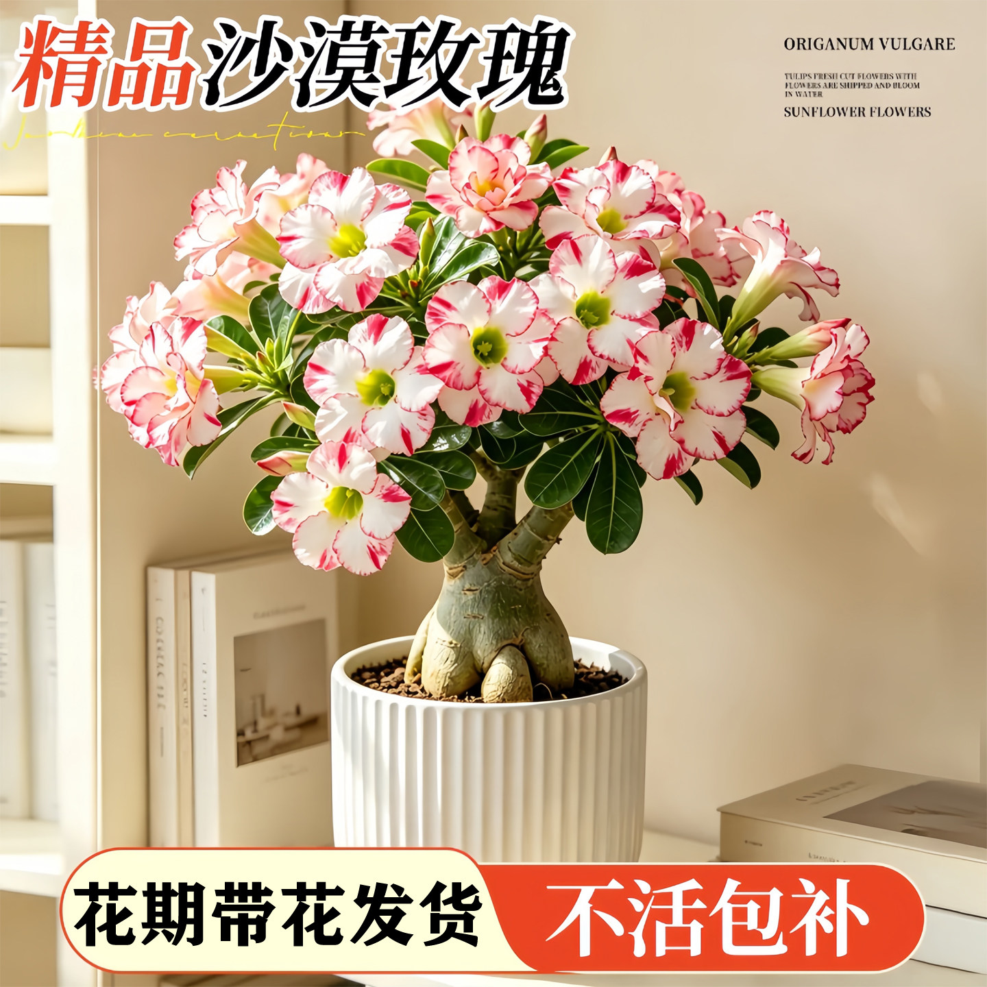 沙漠玫瑰盆栽水培植物室内好养多肉四季花卉绿植懒人适合养的花