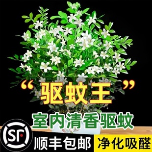 清香驱蚊九里香盆栽花卉室内外驱蚊草植物树苗茉莉花老桩盆景绿植
