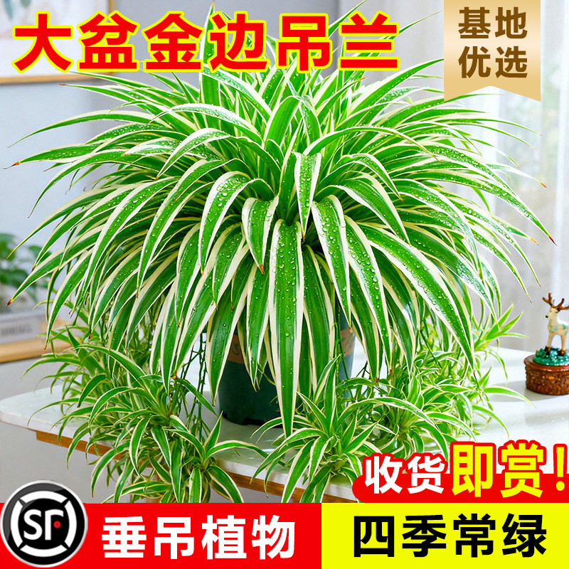大盆金边吊兰盆栽吊兰室内垂吊阳台植物去甲醛四季好养花绿植水培