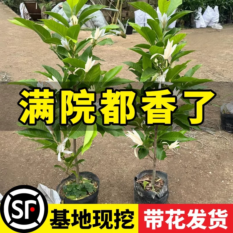 白兰花盆栽带花苞黄角兰玉兰花树苗室内阳台四季好养浓香花卉植物