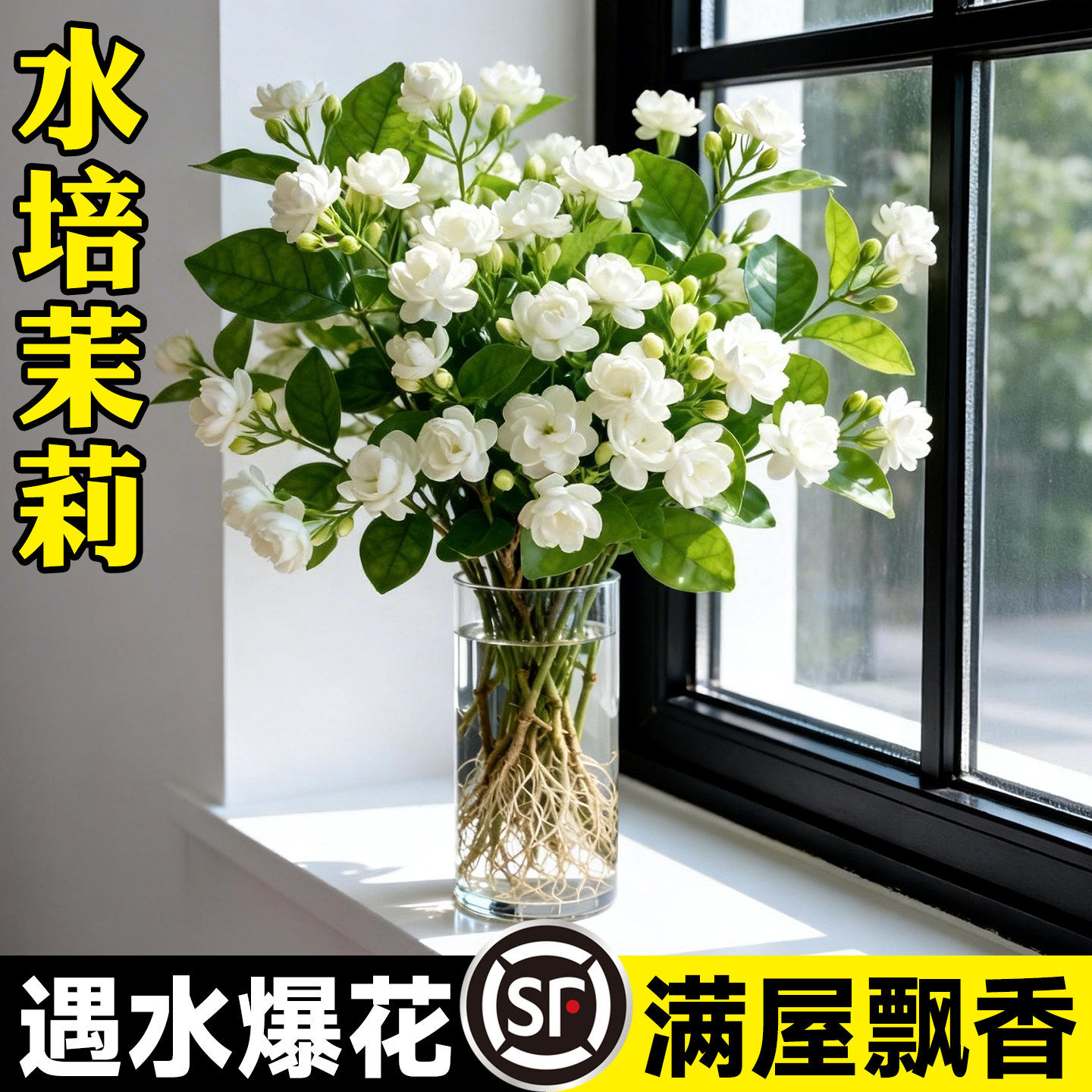 茉莉花水培植物盆栽带花苞办公室内水养花卉四季好养懒人鲜花绿植