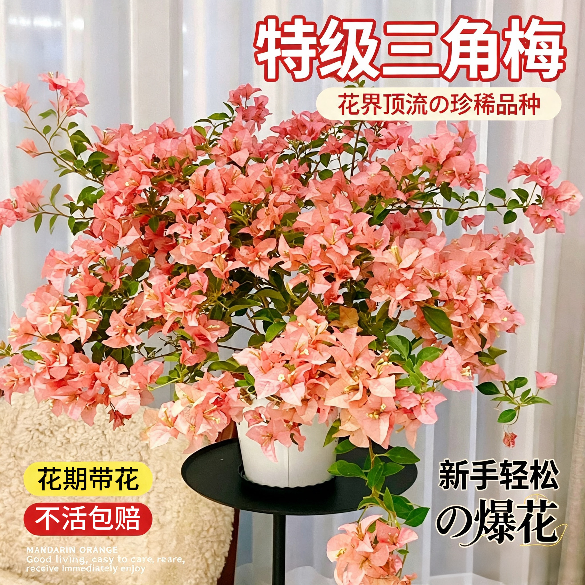 三角梅盆栽带花老桩绿植花卉重瓣绿樱漳红樱树苗室内阳台爬藤植物