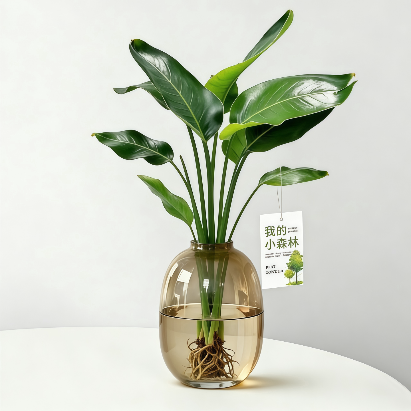 天堂鸟水培植物大叶龟背竹老桩绿植客厅耐阴水养室内好养桌面盆栽图片