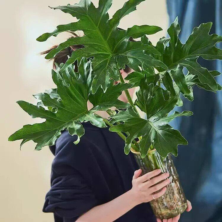 水培植物春羽盆栽绿植室内好养小天使水培龟背竹四季常绿春雨盆栽