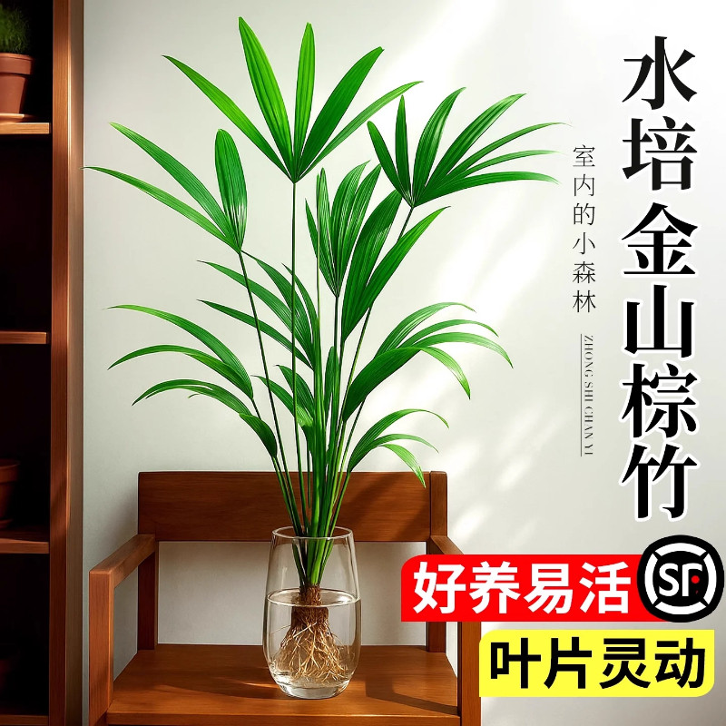 金山棕竹水培植物室内好养带根竹子盆栽适合客厅办公室桌面小绿植