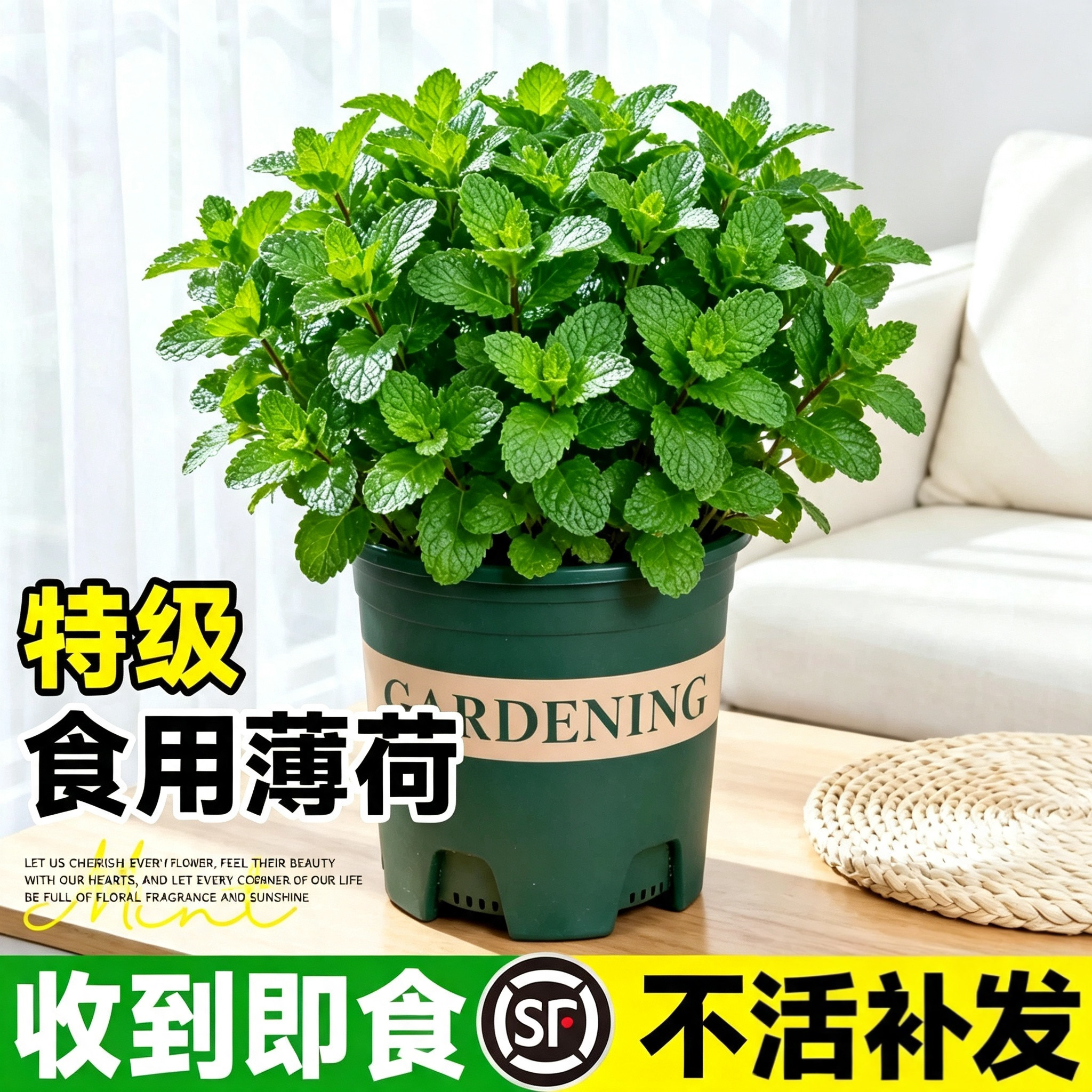 薄荷盆栽可食用植物室内新鲜迷迭香驱蚊草花卉绿植留兰香薄荷叶草图片