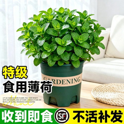 薄荷盆栽可食用植物室内新鲜迷迭香驱蚊草花卉绿植留兰香薄荷叶草