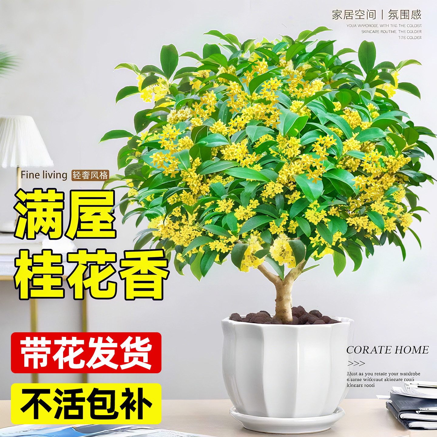 四季桂花树苗盆栽老桩花卉八月桂室内客厅绿植好养阳台浓香型植物