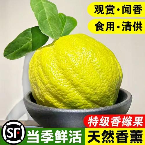 香橼云南鲜果新鲜高山佛手特大果室内摆件清供观赏闻香香薰中药材