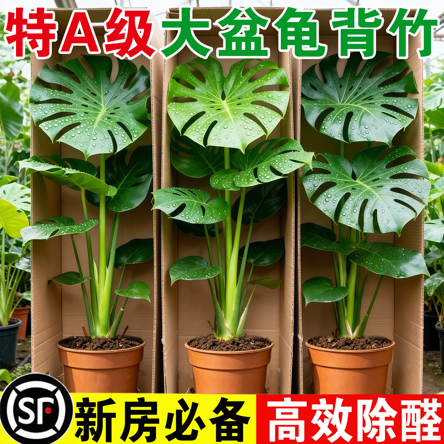 龟背竹大盆栽室内大叶开背网红高级大型绿植办公室净化空气好养活图片