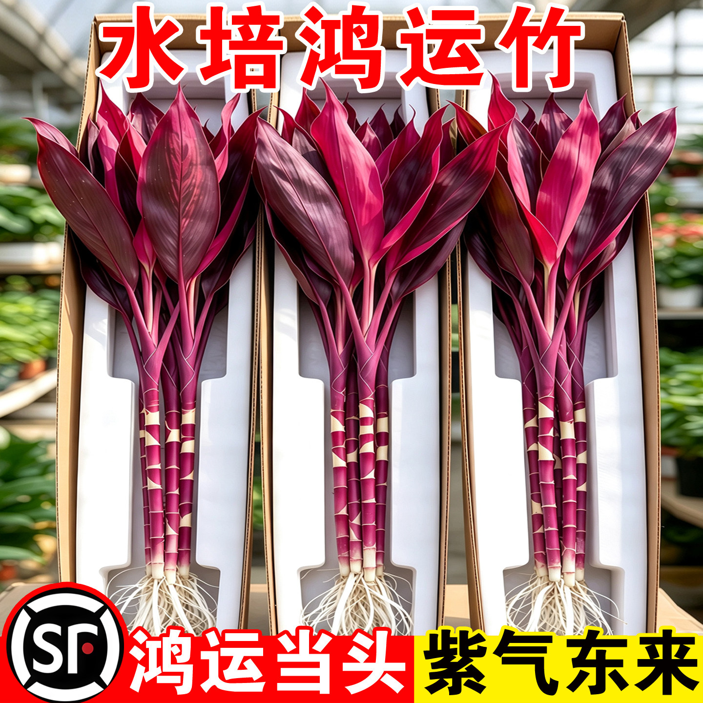紫竹鸿运当头富贵竹子水培养绿植物粗杆招财办公室内客厅过年宵花图片
