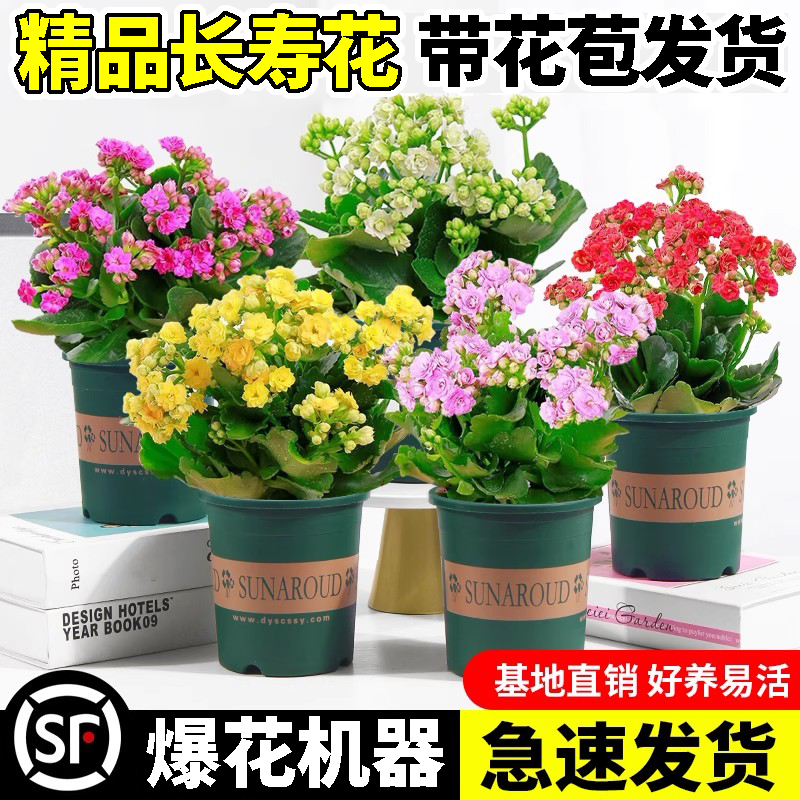 长寿花盆栽重瓣金狐狸大花带花苞花苗四季室内开花好养的花卉植物