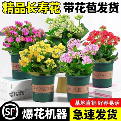 长寿花盆栽重瓣金狐狸大花带花苞花苗四季室内开花好养的花卉植物