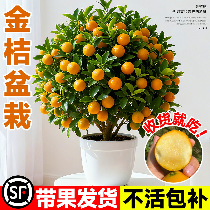 金桔树树苗盆栽年橘可食用带果脆皮四季橘子客厅室内外花卉绿植物图片