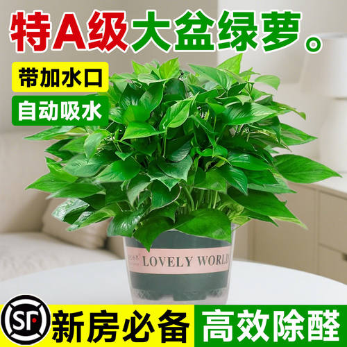 绿萝盆栽室内植物花卉绿植水培长藤垂吊大叶绿箩新房家用净化空气