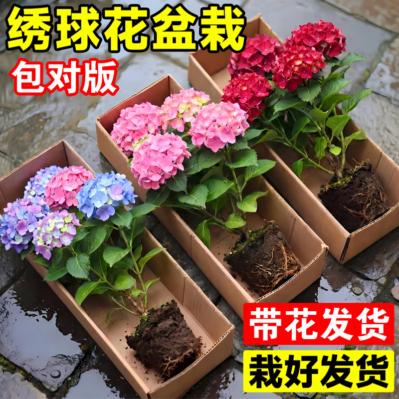 绣球花盆栽带花苞无尽夏树苗老桩花卉植物室内花阳台庭院四季好养图片