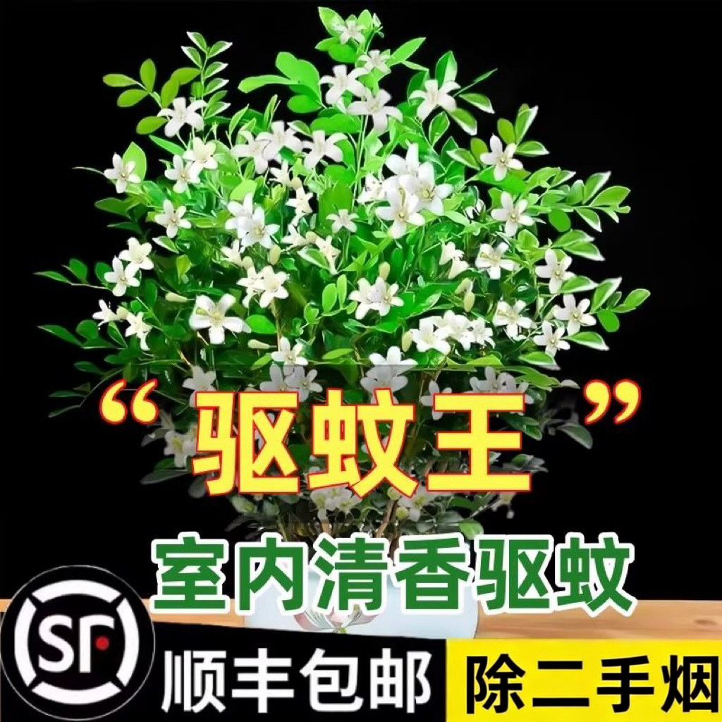 清香驱蚊九里香盆栽花卉室内外驱蚊草植物树苗茉莉花绿植老桩盆景