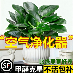 金钻盆栽绿萝箩室内植物花卉水培绿植办公室多肉净化空气去除甲醛