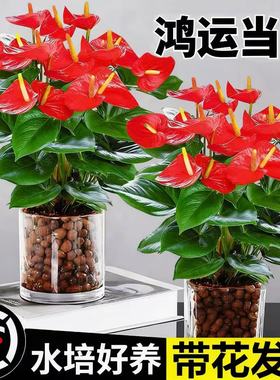 水培红掌盆栽带花大叶大花白掌易活花卉绿植鸿运当头办公室内好养