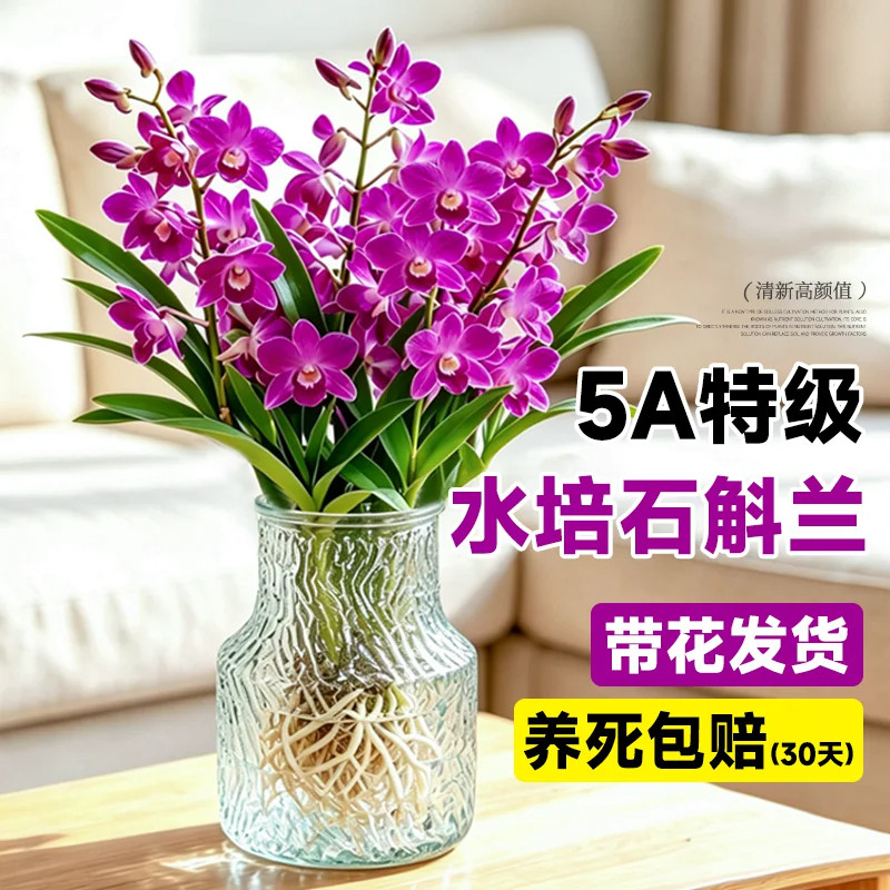 七彩香水石斛兰室内水培植物四季懒人好养活花卉绿植浓香型兰花苗