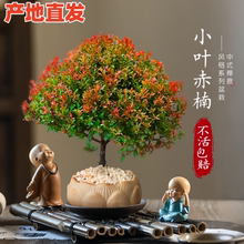小叶赤楠老桩盆栽办公室金丝楠禅意绿植花卉室内四季常青好养盆景