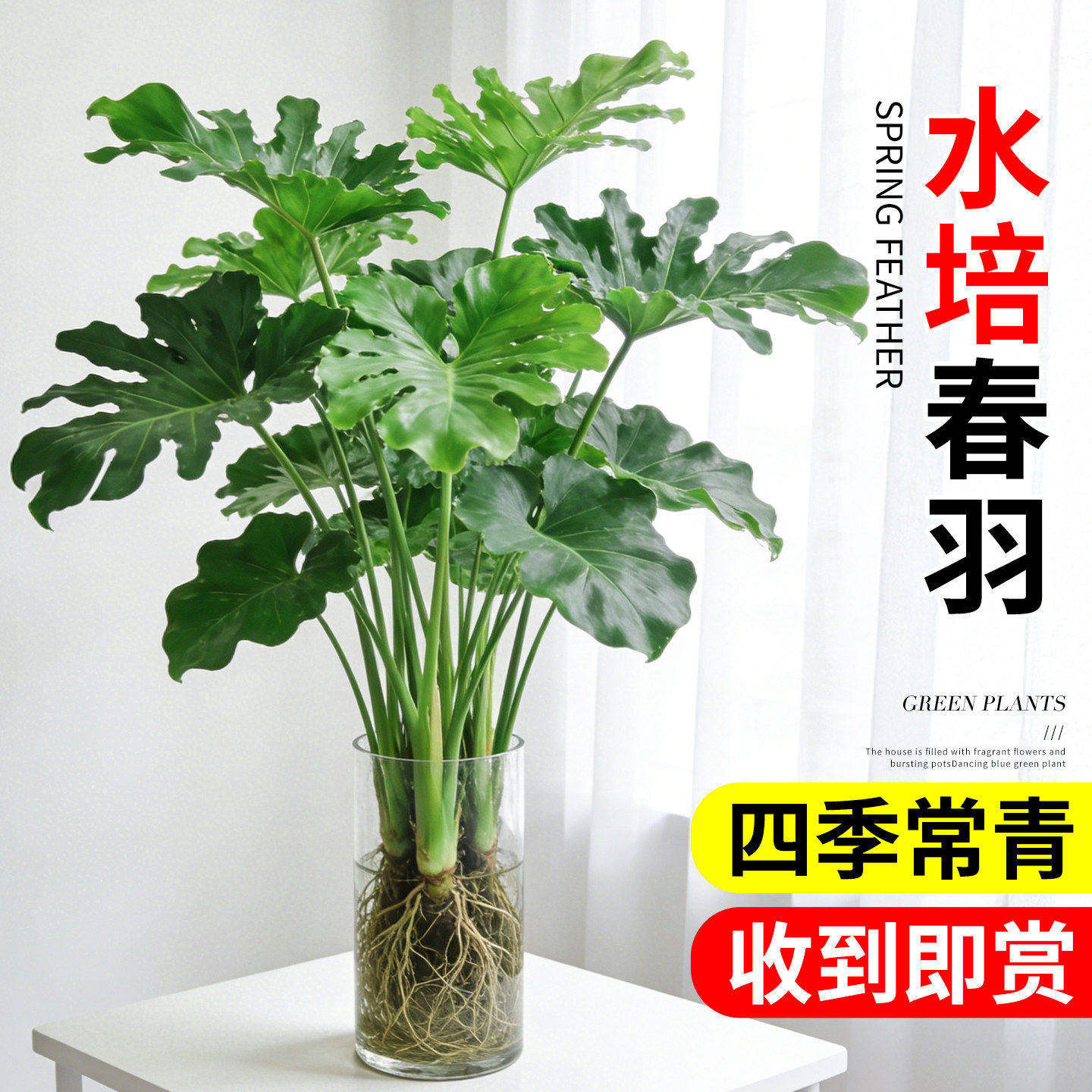 春羽水培植物室内盆栽客厅办公室桌面绿植花卉大叶龟背竹水养绿植图片