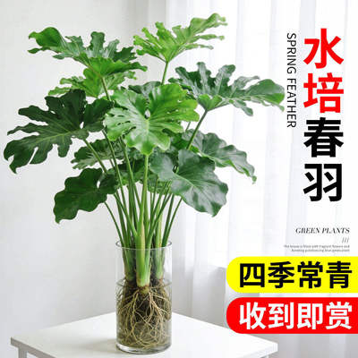 春羽水培植物室内盆栽客厅办公室桌面绿植花卉大叶龟背竹水养绿植
