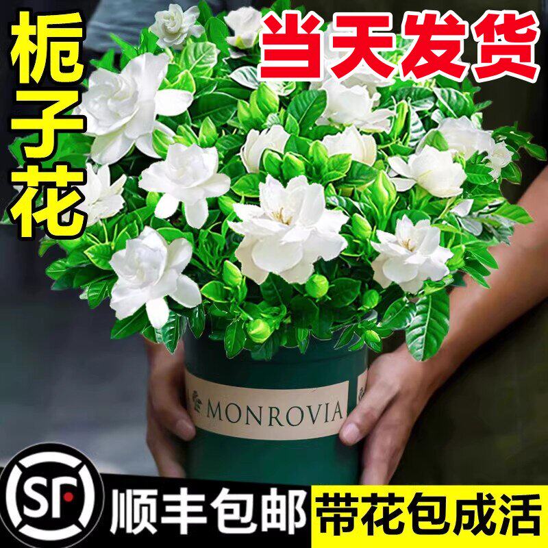 栀子花盆栽四季开花卉大全树苗室内绿植好养易活适合的懒人茉莉花图片