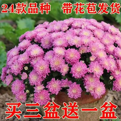 菊花盆栽带花苞球菊千头菊四季开