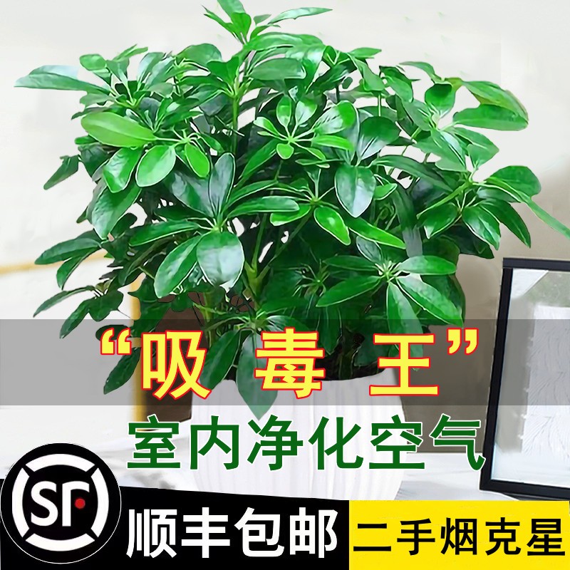 鸭脚木盆栽绿萝箩花卉植物室内花水培绿植多肉好养发财树吸除甲醛