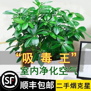 鸭脚木盆栽绿萝箩花卉植物室内花水培绿植多肉好养发财树吸除甲醛