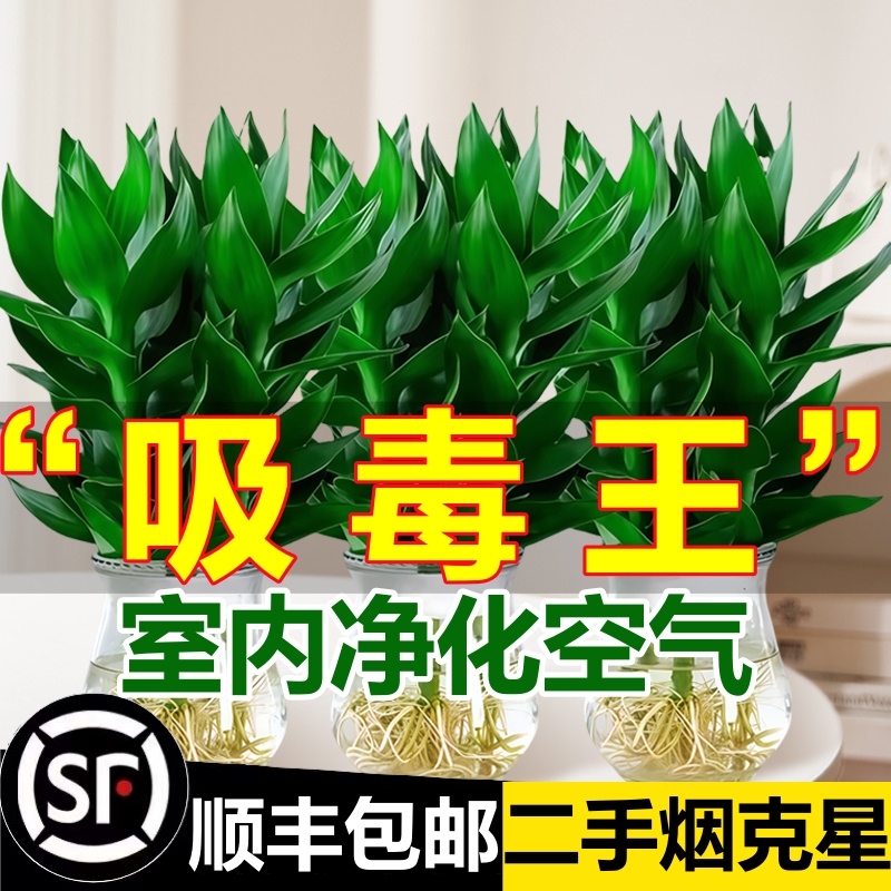 观音竹富贵竹水培植物带根花卉绿植绿萝室内盆栽转运竹子水养好养