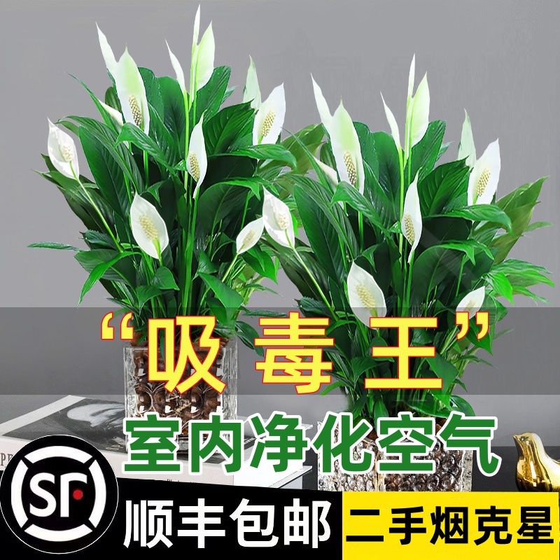 白掌盆栽净化空气绿植除甲醛好养