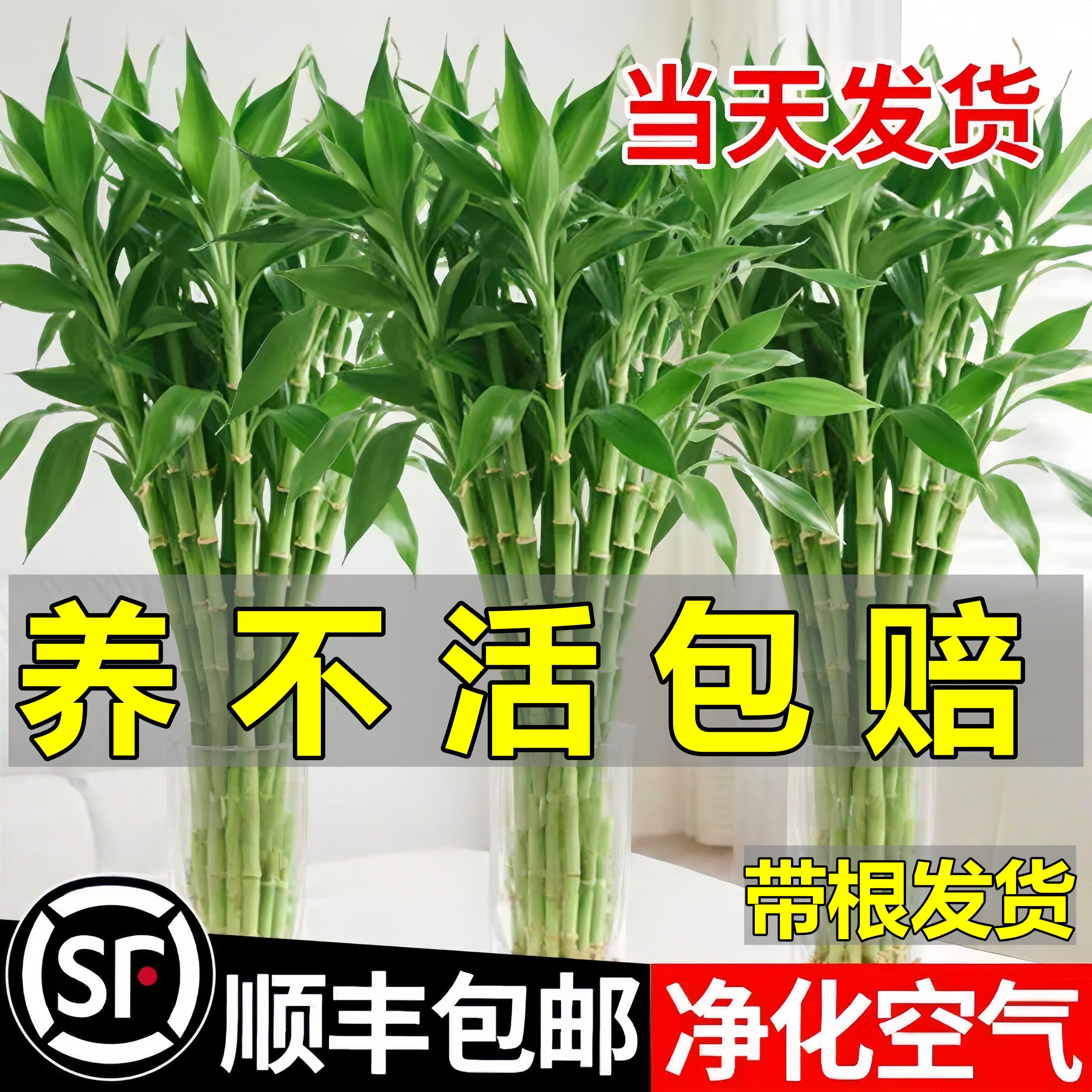 富贵竹水培植物客厅招财花卉绿植盆栽室内四季好养粗杆带根水竹子