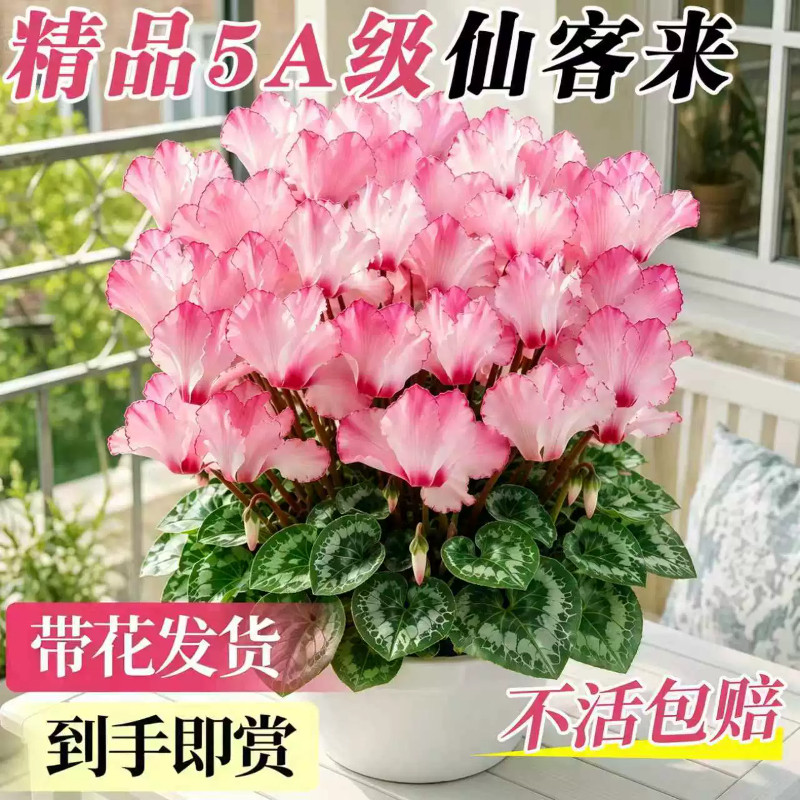 仙客来盆栽带花特大号兔子重瓣年宵花四季好养阳台室内开花卉植物