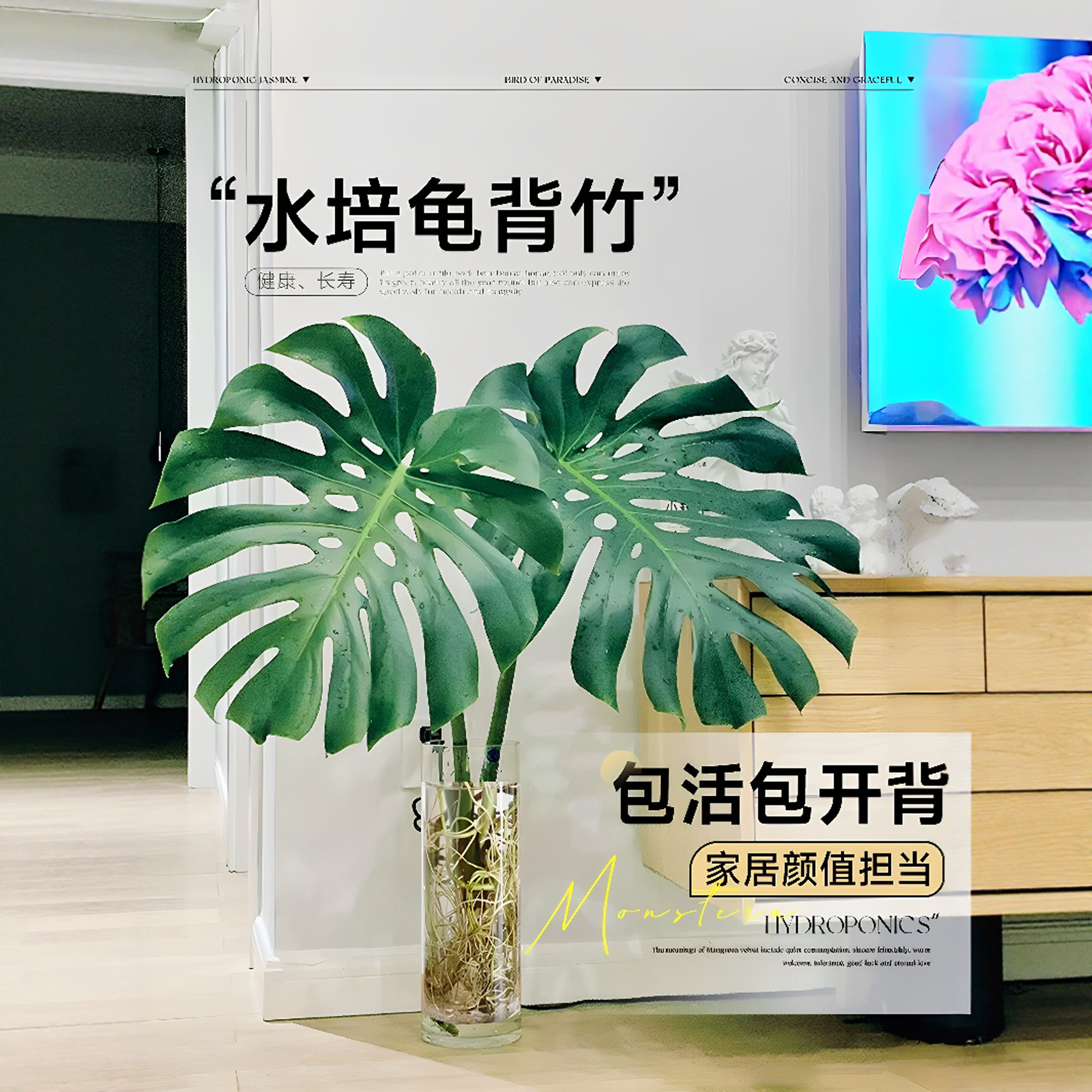 老桩大叶龟背竹开背盆栽水培网红北欧除甲醛室内客厅绿植净化空气图片