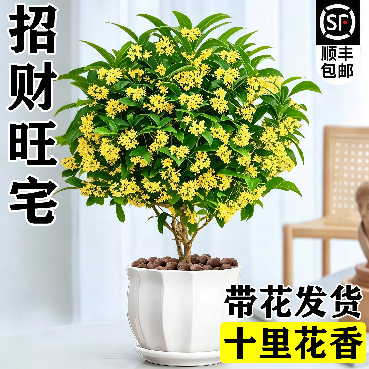 桂花树苗四季桂盆栽可食用开花不断室内阳台庭院浓香型花卉植物图片