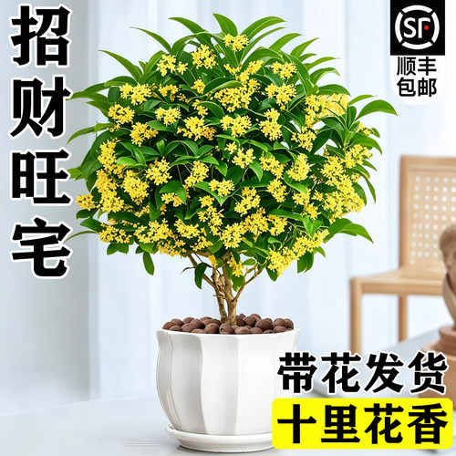 桂花树苗四季桂盆栽可食用开花不断室内阳台庭院浓香型花卉植物