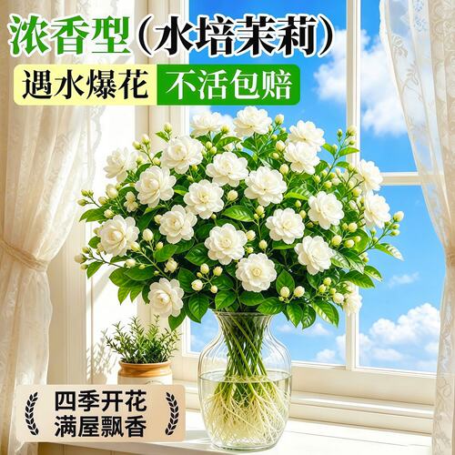 水培植物带花苞茉莉花盆栽室内花卉绿植懒人鲜花家用插花四季好养