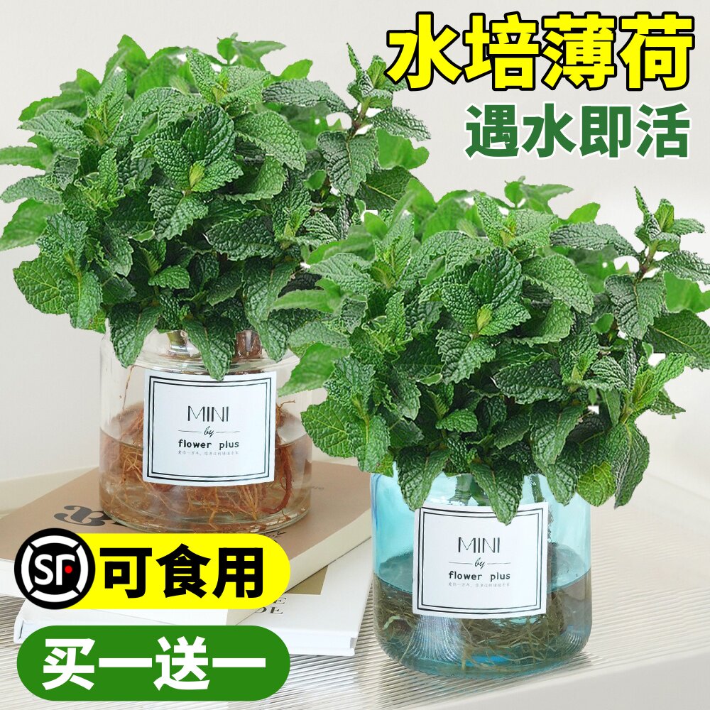 薄荷水培室内植物盆栽柠檬薄荷叶可食用迷迭香常青水生绿植好养图片